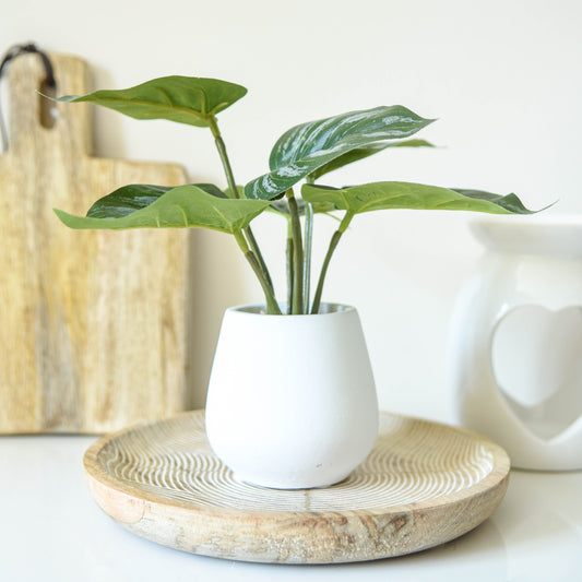 Alocasia Leaves in Cement Pot