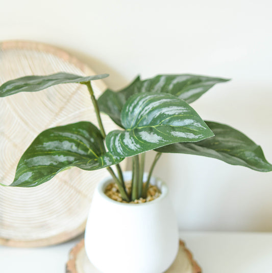 Alocasia Leaves in Cement Pot