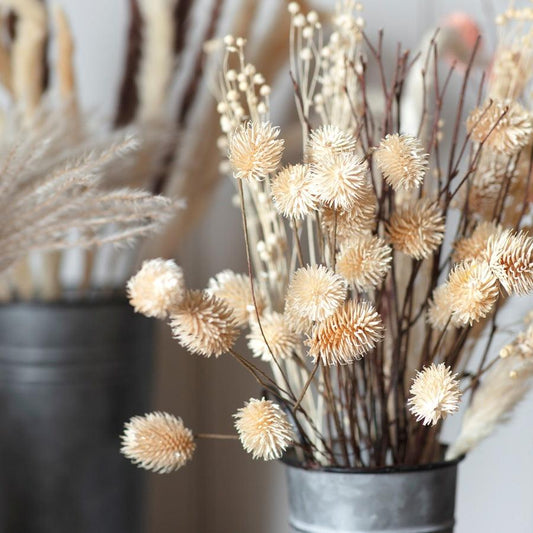 Dried Thistle Bundle Natural -  Picture Perfect Interiors