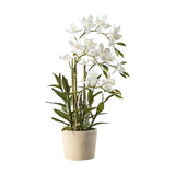 White Orchid Cycnoches in Pot -  Picture Perfect Interiors