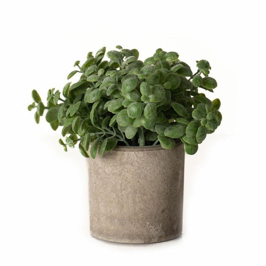Basil Plant In Stone Effect Pot -  Picture Perfect Interiors