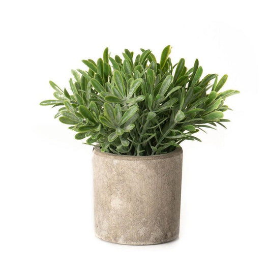 Buxus Plant In Stone Effect Pot -  Picture Perfect Interiors